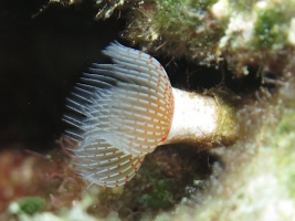 85 Red-Spotted Horseshoe Worm IIMG 3833